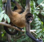 Jip the Geoffroy's Spider Monkey (Will Smith)