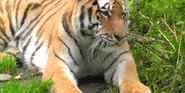 Alaska Zoo Tiger.png (2.31 MB)