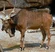 Giant Eland[13]