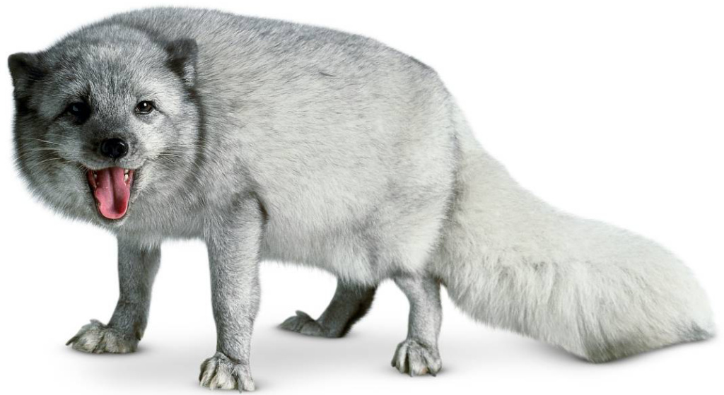 Arctic Fox | Zoo tycoon movie Wikia | Fandom