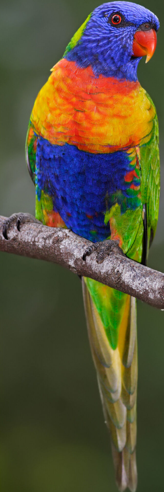 Jogos de acasalamento rainbow lorikeet. um papagaio desbotado gruda em uma  fêmea