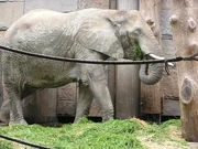 African Bush Elephant