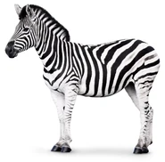 Zeke the Grant's Zebra (Ziggy Marley)
