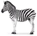 Plains Zebra