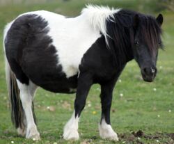Shetland Pony | Zoo tycoon movie Wikia | Fandom Shetland Pony | Zoo tycoon movie Wikia | Fandom