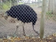 Boomer (Nathan Fillion)