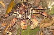 Coconut Crab
