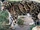 Clouded Leopard