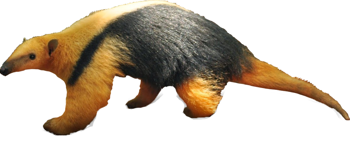 Southern tamandua - Wikipedia