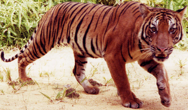 Bengal Tiger, Zoo tycoon movie Wikia