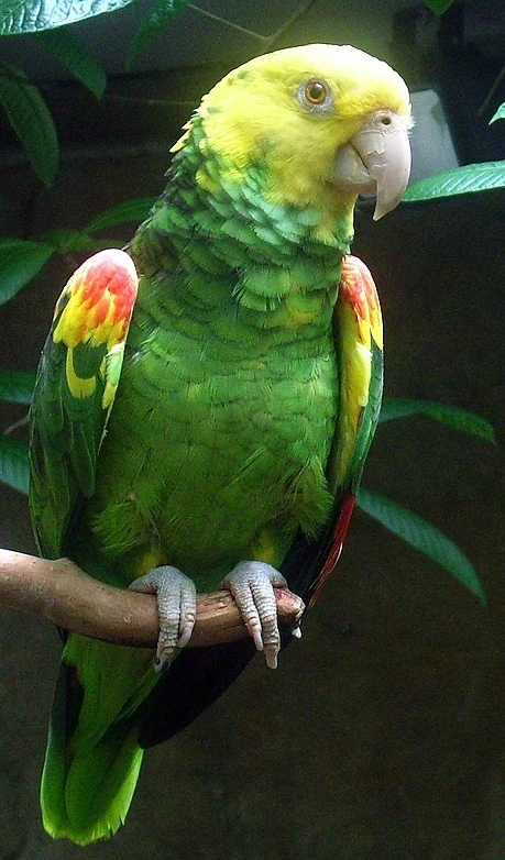 Yellow-headed Amazon | Zoo tycoon movie Wikia | Fandom