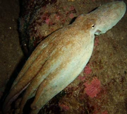 Common Octopus zoo icon