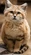 Sand Cat