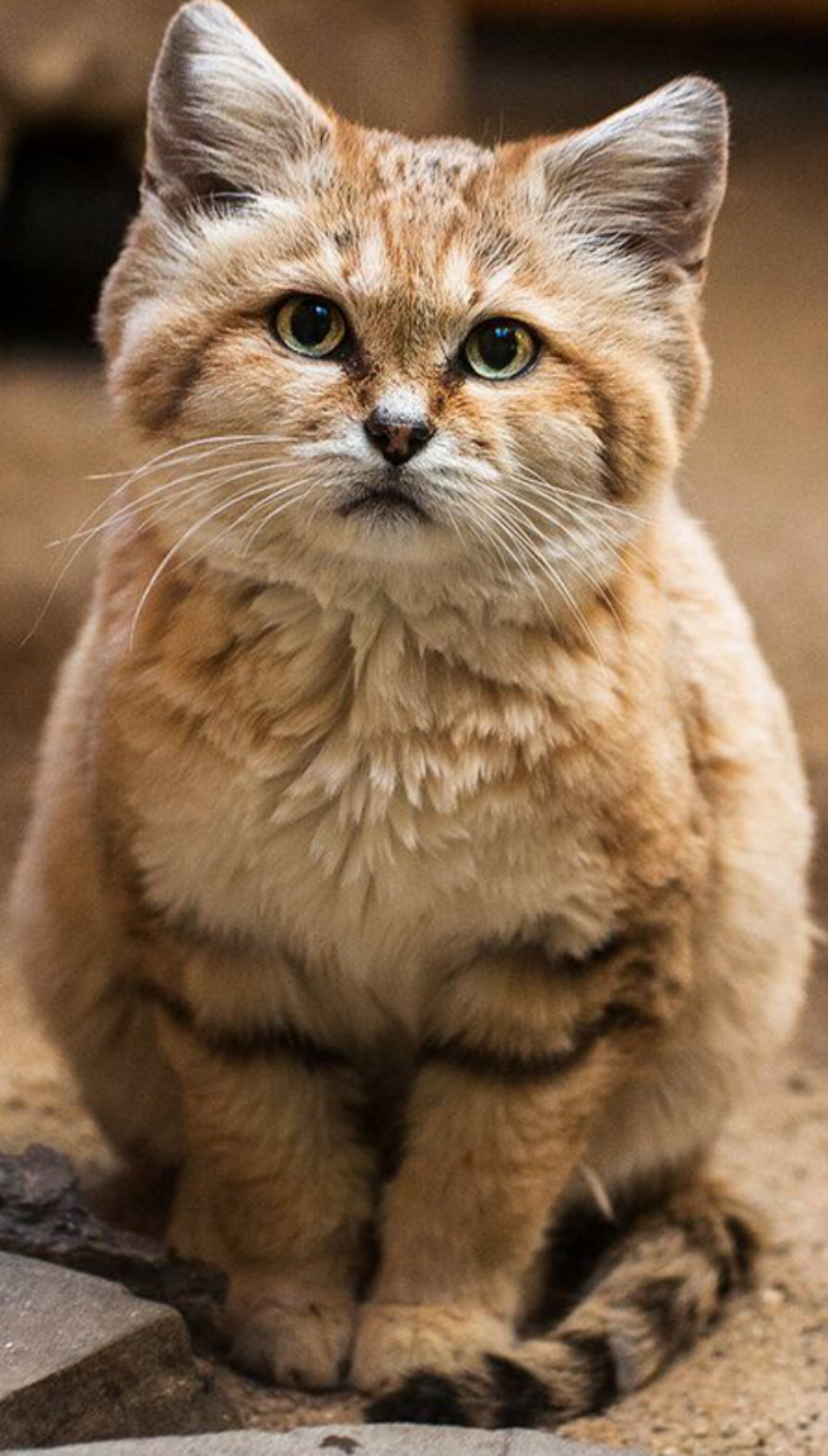 Сирийская кошка
