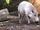 Bornean Bearded Pig