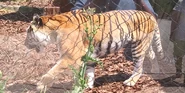 Toledo Zoo Tiger.png (3.68 MB)