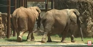 Kelly and Tara the Namib Elephants (Wanda Skyes and Jada Pikket Smith)