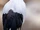 Red-crowned Crane