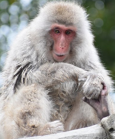 Lifelike Japanese Monkey Stuffed Animal | Hansa | Stuffed Safari