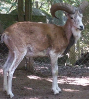 Urial zoo icon