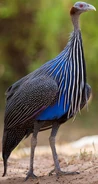 Vulturine Guineafowl