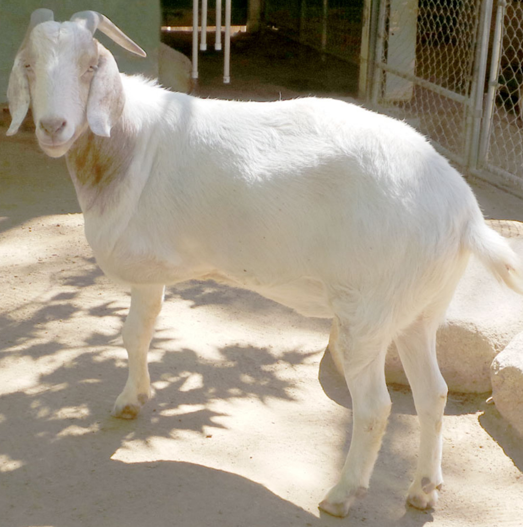 Anglo-Nubian goat - Wikipedia