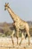 Masai Giraffe