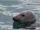 Grey Seal