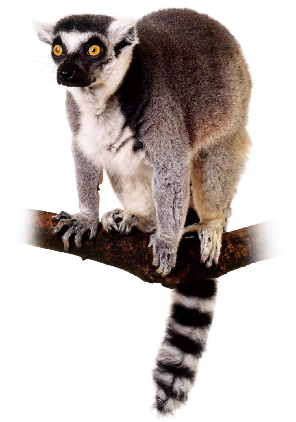 RING-TAILED LEMUR – Buttercup Baby Co.