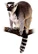 Ring-tailed Lemur