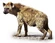 Spotted Hyena
