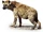 Spotted Hyena