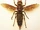 Asian Giant Hornet