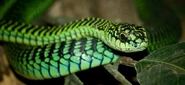 Boomslang