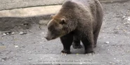Alaska Zoo Grizzly.png (2.3 MB)