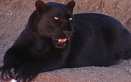 African Black Leopard | Zoo tycoon movie Wikia | Fandom