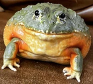 African Bullfrog