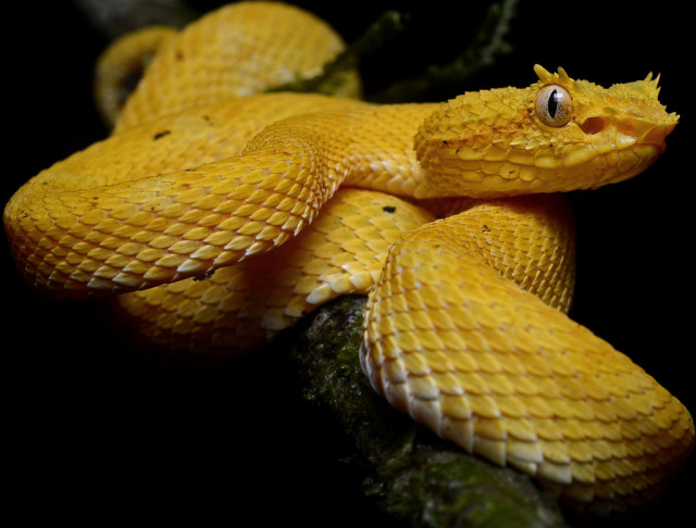 Eyelash Viper | Zoo tycoon movie Wikia | Fandom