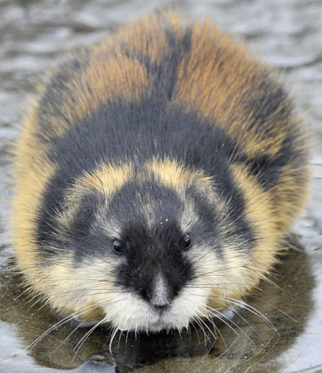 Norway lemming, rodent