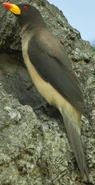 Mandla the Yellow-billed Oxpecker (Dana Davis)