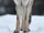 Eastern Wolf