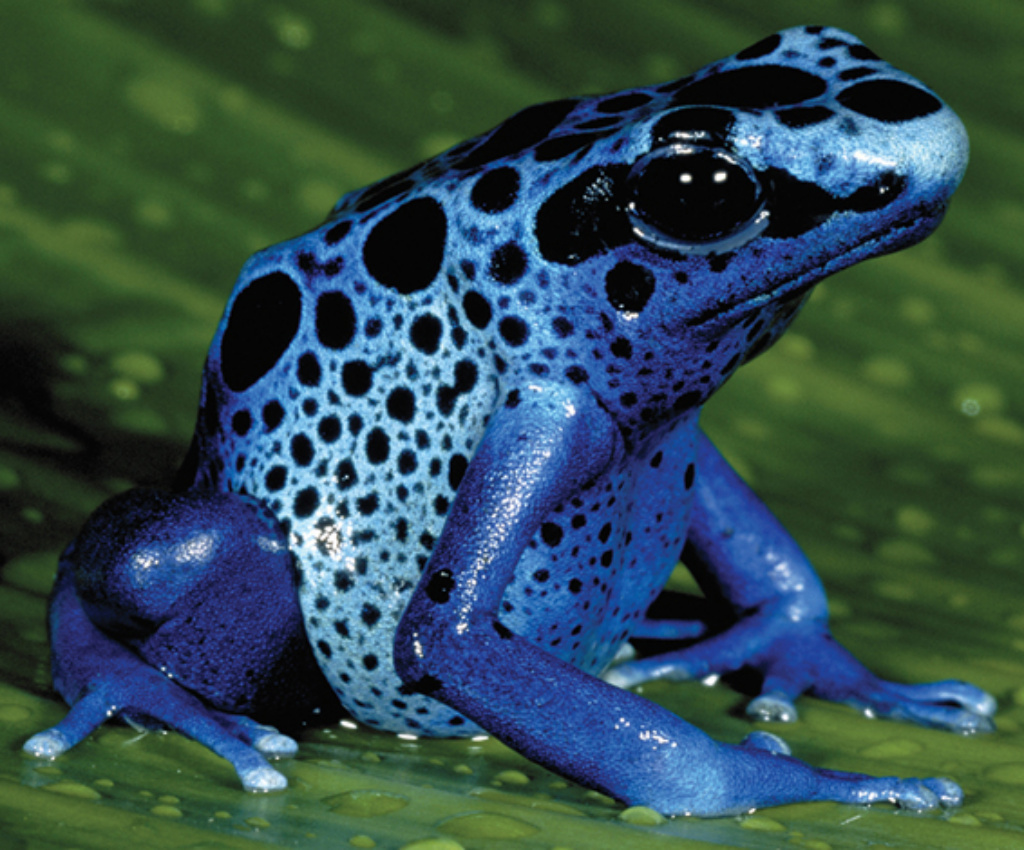 Blue Poison Dart Frog - Connecticut's Beardsley Zoo