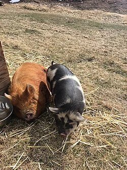 Kunekune Pig | Zoo tycoon movie Wikia | Fandom