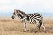 Plains zebra zoo icon