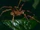 Brazilian Wandering Spider