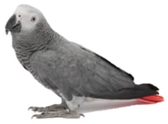 African Grey Parrot
