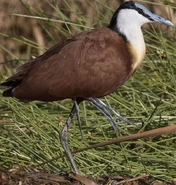 African Jacana