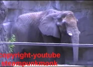 Tatima (1969-2004) (Venessa Williams)