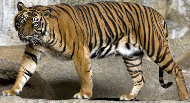 Zoo Tycoon players meet first Community Challenge supporting Sumatran Tiger  Survival Program