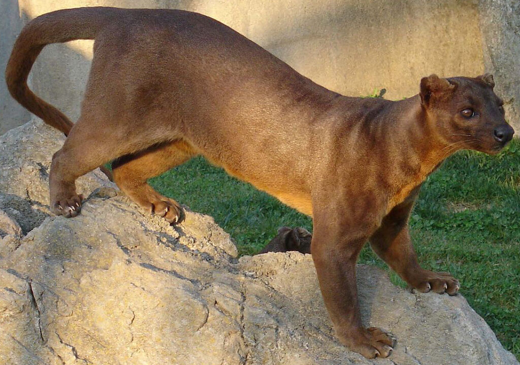 Fossa | Zoo tycoon movie Wikia | Fandom